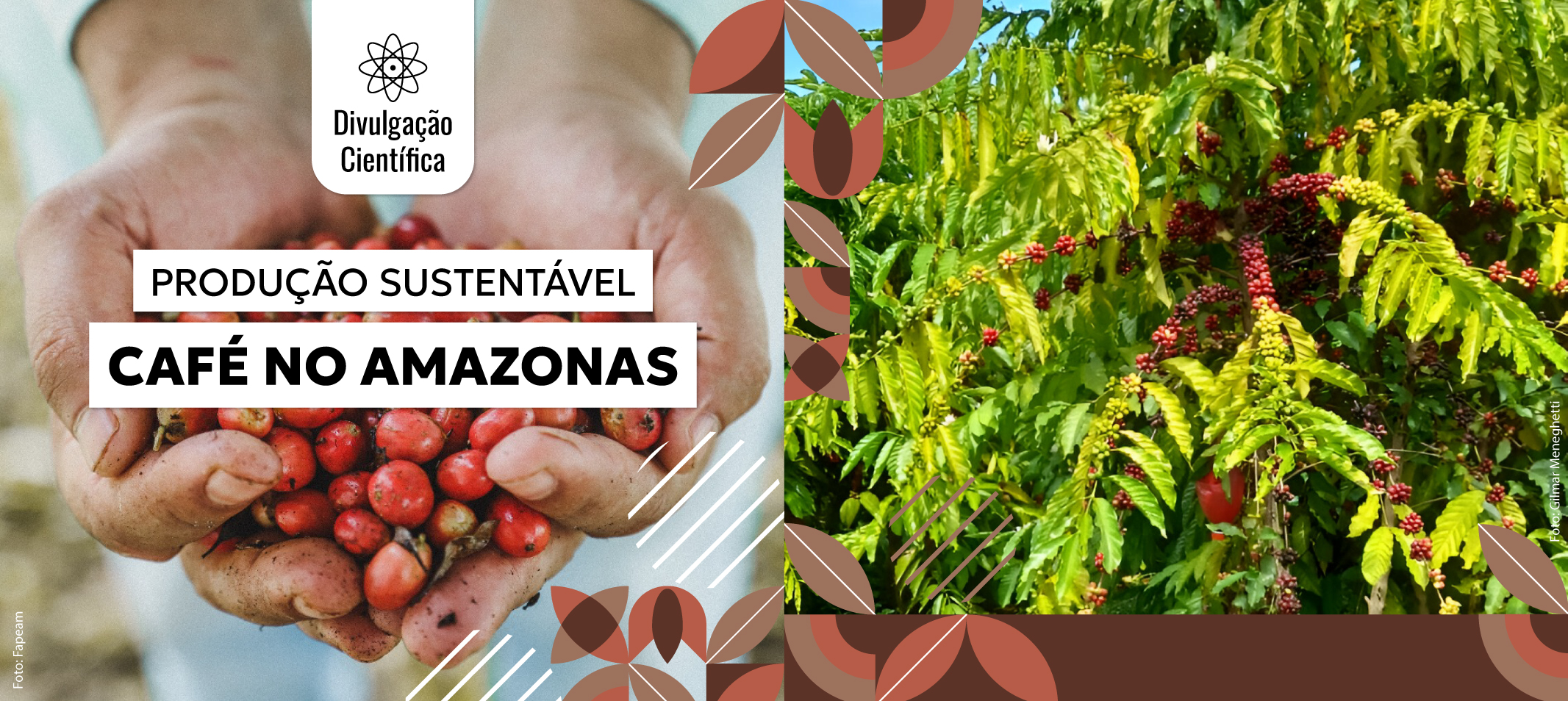 Pesquisa com compostos bioativos e ácidos orgânicos fortalece a cadeia produtiva de café no Amazonas e promove práticas agrícolas sustentáveis